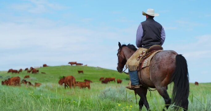 Cowboy Riding On A Horse Heading Towards Herd Of Beefmaster Cattle On Green Pasture In North Dakota. wide, slow motion