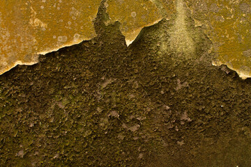 Black mould and peeling wallpaper caused by rising damp