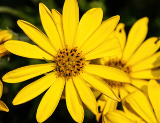 yellow daisy flower in bloom