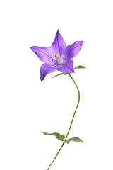 秋の七草　キキョウ　Platycodon grandiflorus