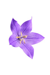 秋の七草　キキョウ　Platycodon grandiflorus