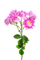 バラ・シーアネモネ　Rosa