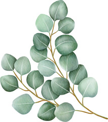 Fototapeta na wymiar Watercolor eucalyptus leaves and branch