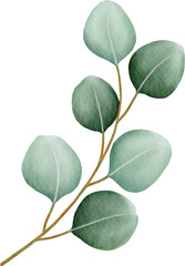 Watercolor eucalyptus leaves and branch