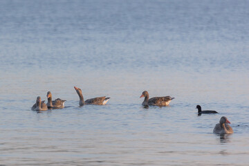 Naklejka premium A group of greylag geese swimming in a lake in the late evening sun