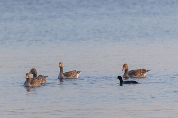 A group of greylag geese swimming in a lake in the late evening sun