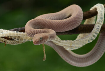 Trimeresurus purpureomaculatus is a venomous pit viper species native to India, Bangladesh,...