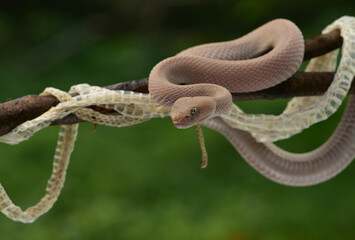 Trimeresurus purpureomaculatus is a venomous pit viper species native to India, Bangladesh, Indonesia and Southeast Asia. Common names include mangrove pit viper, mangrove viper, and shore pit viper.