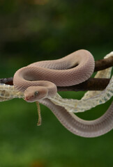 Trimeresurus purpureomaculatus is a venomous pit viper species native to India, Bangladesh, Indonesia and Southeast Asia. Common names include mangrove pit viper, mangrove viper, and shore pit viper.