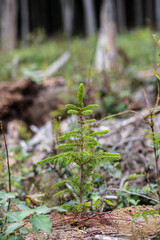 Young pine tree planted or reforested in the forest after the artificial cutting of logs....