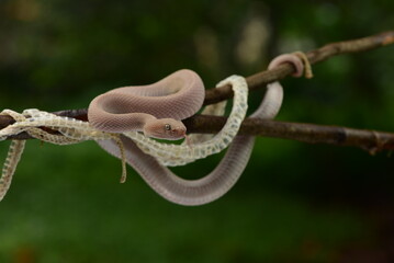 Trimeresurus purpureomaculatus is a venomous pit viper species native to India, Bangladesh, Indonesia and Southeast Asia. Common names include mangrove pit viper, mangrove viper, and shore pit viper.