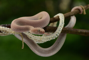 Trimeresurus purpureomaculatus is a venomous pit viper species native to India, Bangladesh, Indonesia and Southeast Asia. Common names include mangrove pit viper, mangrove viper, and shore pit viper.