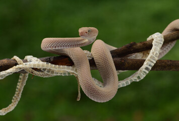 Fototapeta premium Trimeresurus purpureomaculatus is a venomous pit viper species native to India, Bangladesh, Indonesia and Southeast Asia. Common names include mangrove pit viper, mangrove viper, and shore pit viper.