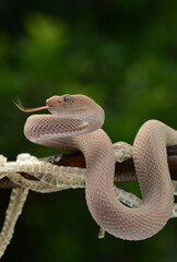 Trimeresurus purpureomaculatus is a venomous pit viper species native to India, Bangladesh, Indonesia and Southeast Asia. Common names include mangrove pit viper, mangrove viper, and shore pit viper.