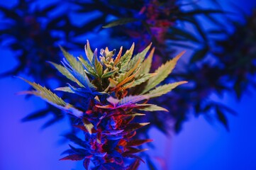 Cannabis Marijuana plant in Vaporwave deep purple neon style. Medical plant of Cannabis or Hemp with flowering buds and ultraviolet light. Blooming vegetative bush with crystal trichomes