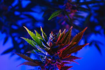 Fototapeta na wymiar Cannabis Marijuana Leaf Background. Aesthetic beautiful medical marijuana leaves. Long banner with big purple cannabis leaf in colored light. Colorful hemp background