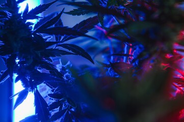 Marijuana medicinal plant in light pastel colors. A hemp bush with a creamy pink purple light and a blue-green tint. Fresh new look art style of alternative medicinal marijuanna in fluorescent light.