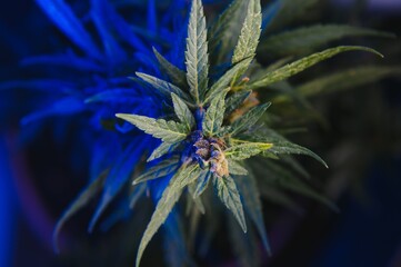 cannabis plant with big leaves and flowering bud. Medical Marijuana plant. Aesthetic look on agricultural strain of marijuana hemp