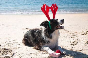 dog with reindeer antlers hat at christmas on the beach