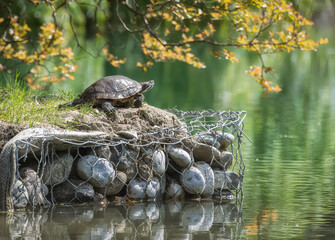 A turtle on the shore of a pond basks in the rays of the autumn sun. Close-up.