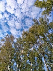 cloudy sky over the forest