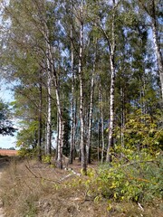 Obraz premium Birch Grove