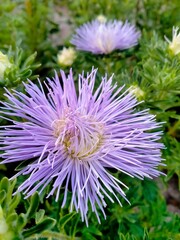 Obraz premium lilac needle aster