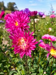 Obraz premium hot pink aster flowers