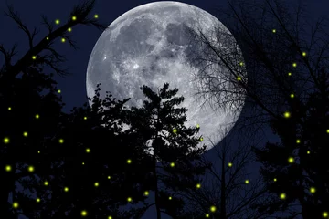 Fotobehang Volle maan en bomen halloween achtergrond met maan
