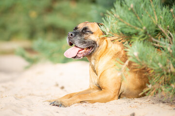 boxer dog portrait in sand nature