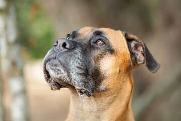boxer dog portrait in sand nature