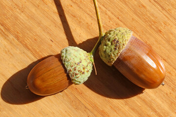 Two ripe acorns on a wooden table