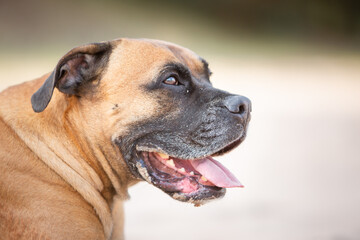 boxer dog portrait in sand nature