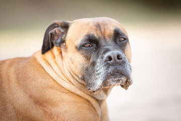 boxer dog portrait in sand nature