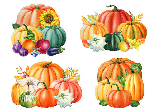 Autumn multicolored vegetables, pumpkins watercolor botanical illustration