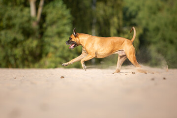 boxer dog running playing in sand nature