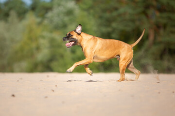Naklejka na ściany i meble boxer dog running playing in sand nature