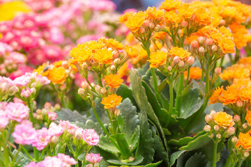 Colorful kalanchoe blossfeldiana,spring outdoor flowers

