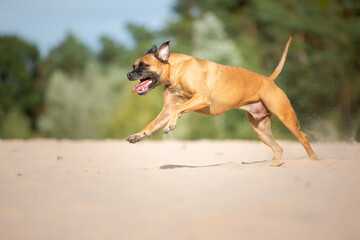 boxer dog running playing in sand nature