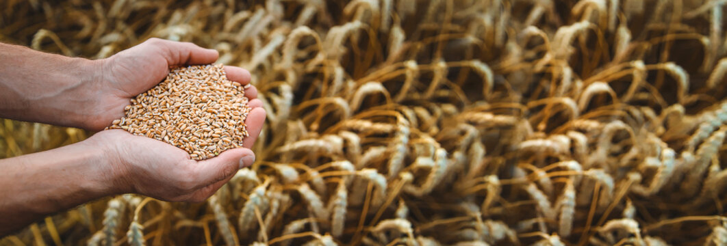 A man farmer holds wheat grain in his hands in a wheat field. Selective focus.