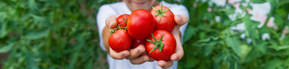 The child is harvesting tomatoes in the garden. Selective focus.