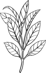 doodle freehand sketch drawing of sage. 