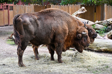 Bison eating grass at the farm 