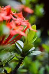 Pesona Khayangan, Depok, Indonesia – August 29, 2022: Ixora coccinea also known as jungle geranium, flame of the woods or jungle flame or pendkuli. With blured background, light bokeh background.