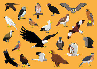 Fototapeta premium Bird of Prey Characters Hawk Eagle Vulture Falcon Cartoon Vector Illustration