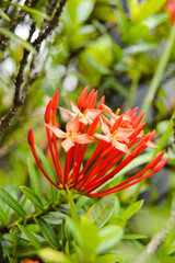 Pesona Khayangan, Depok, Indonesia &ndash; August 29, 2022: Ixora coccinea also known as jungle geranium, flame of the woods or jungle flame or pendkuli. With blured background, light bokeh background.