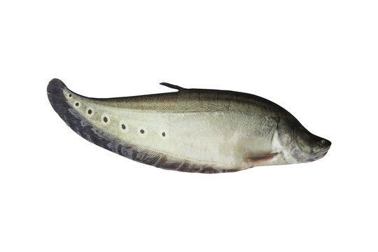 Spotted knifefish or chitala ornata isolated