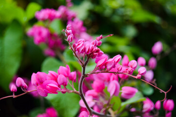 Pesona Khayangan, Depok, Indonesia – August 29, 2022: Antigonon leptopus commonly known as coral...