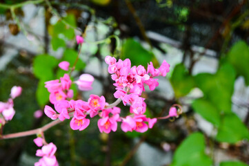 Pesona Khayangan, Depok, Indonesia – August 29, 2022: Antigonon leptopus commonly known as coral vine or Mexican creeper or queen's wreath. With blured background, light bokeh background.