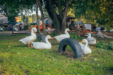 White geese on the background of an old village house. Green grass. Village life.